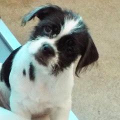 Enlarge Pluto, a Adopted mixed breed in Green Valley, AZ image 4/5