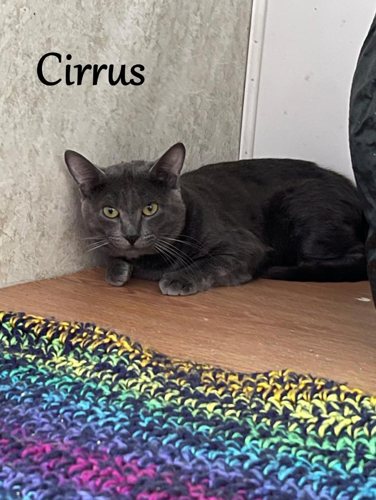 Cirrus, Adoptable, Adult Male Domestic Short Hair.