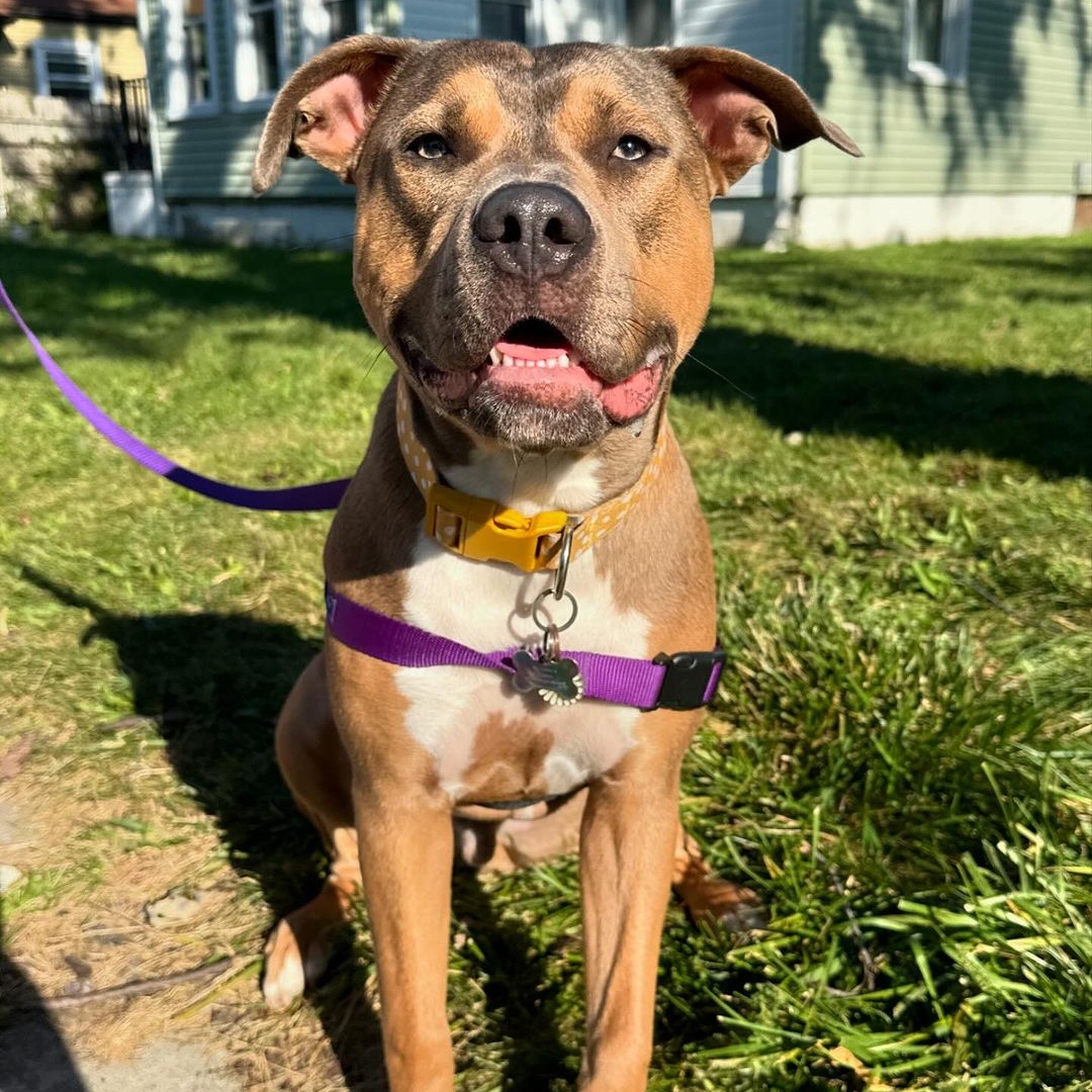 Pugsley, Adoptable, Young Male American Bully & Pit Bull Terrier.