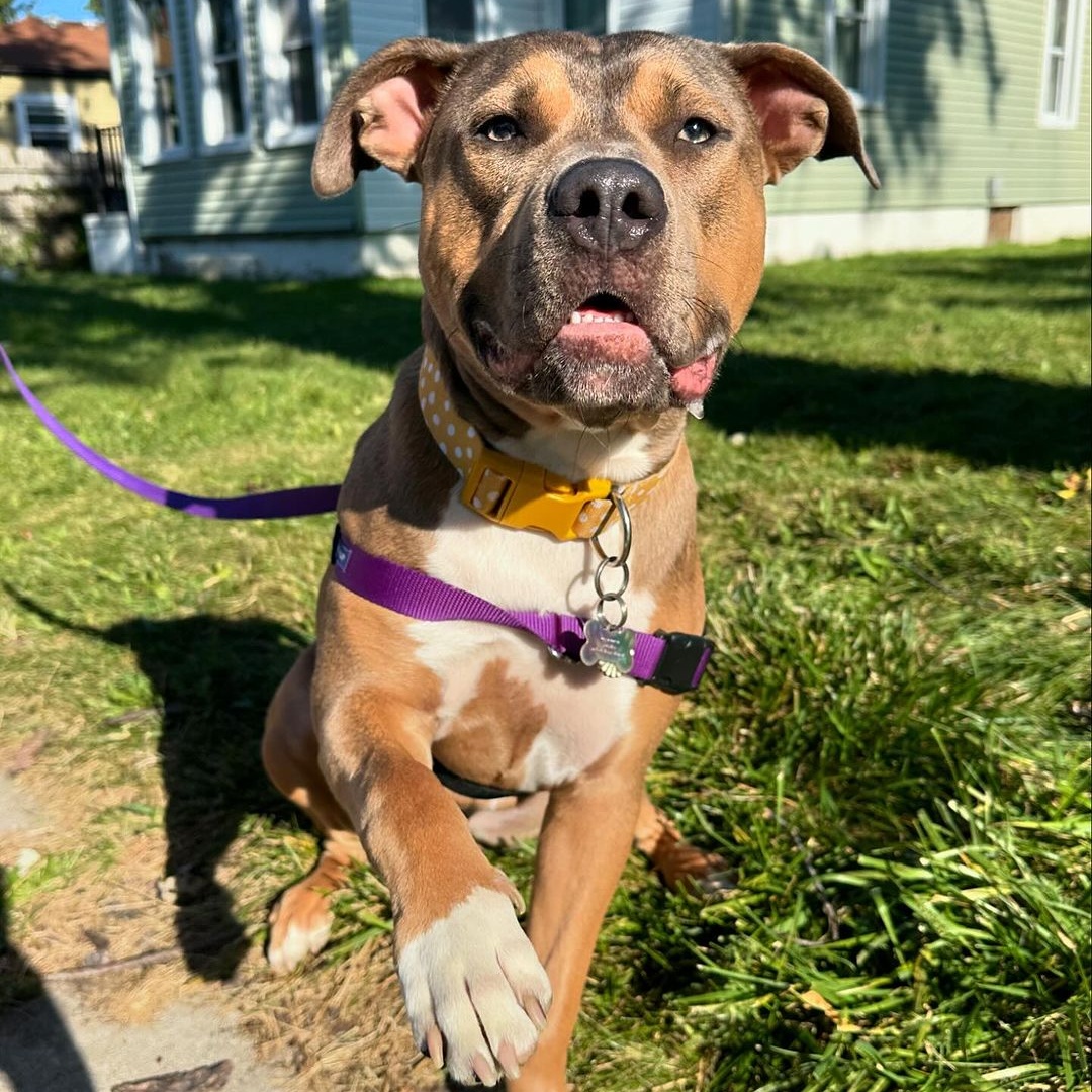 Enlarge Pugsley, a Adoptable mixed breed in Detroit, MI image 3/4