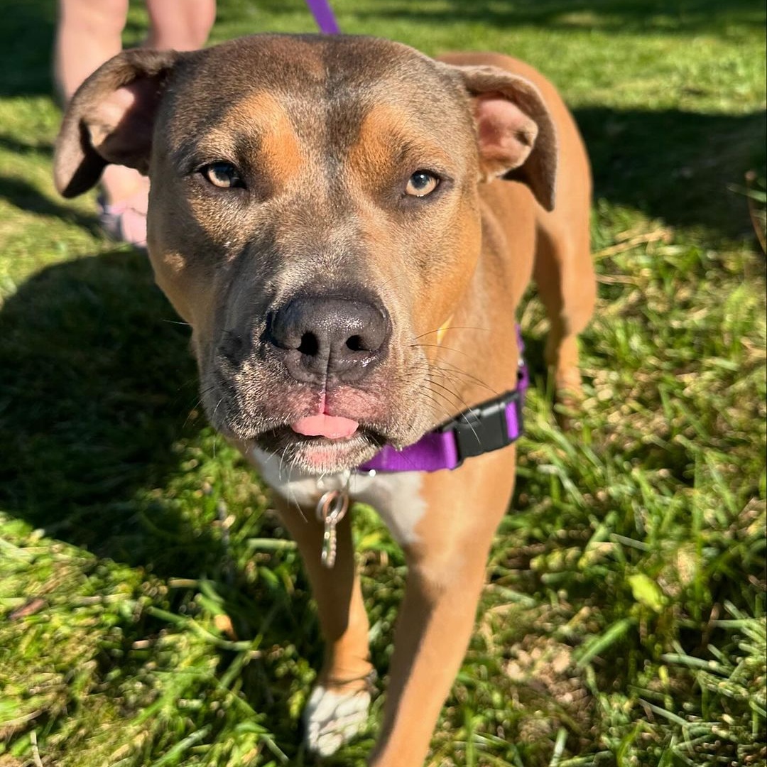 Enlarge Pugsley, a Adoptable mixed breed in Detroit, MI image 2/4