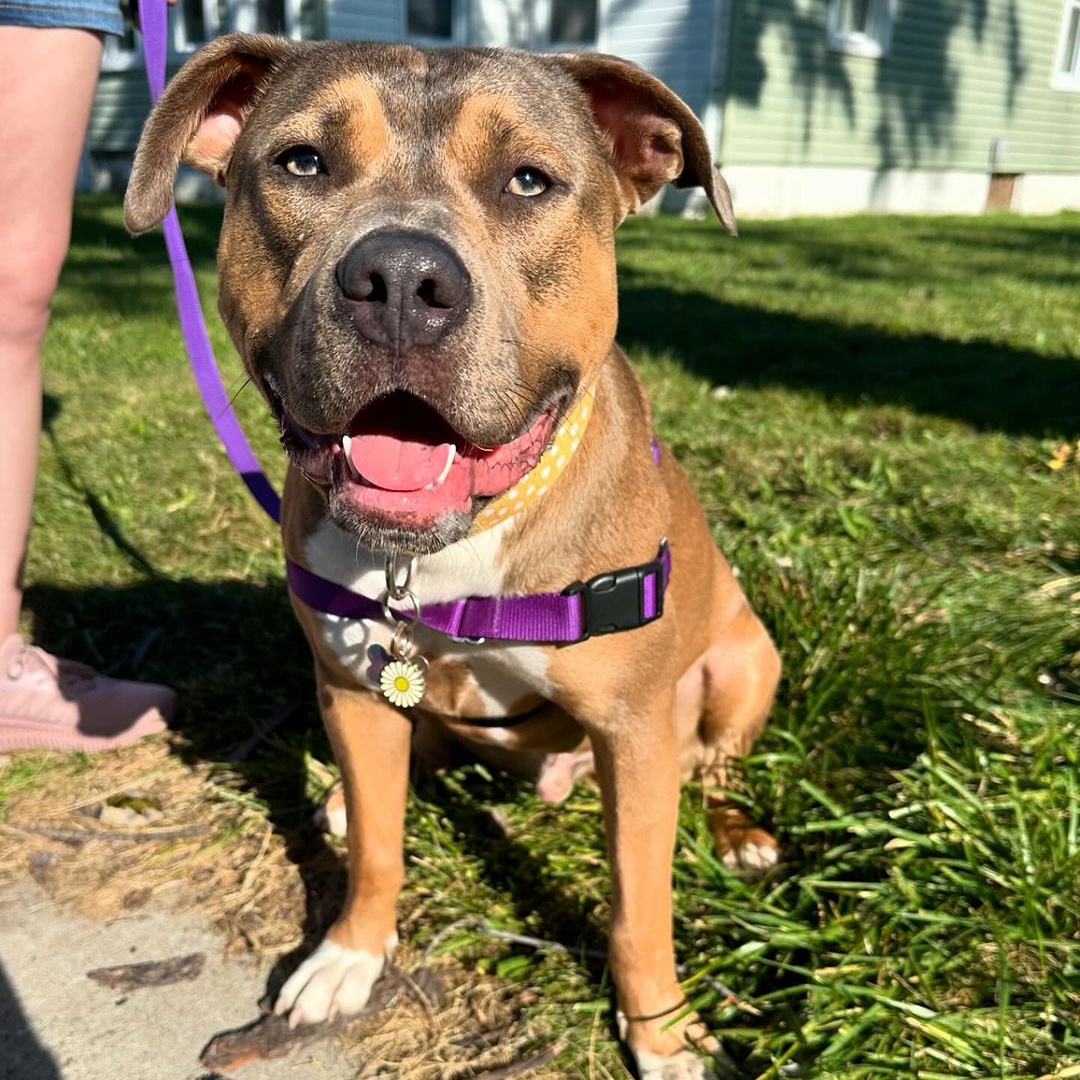 Enlarge Pugsley, a Adoptable mixed breed in Detroit, MI image 4/4