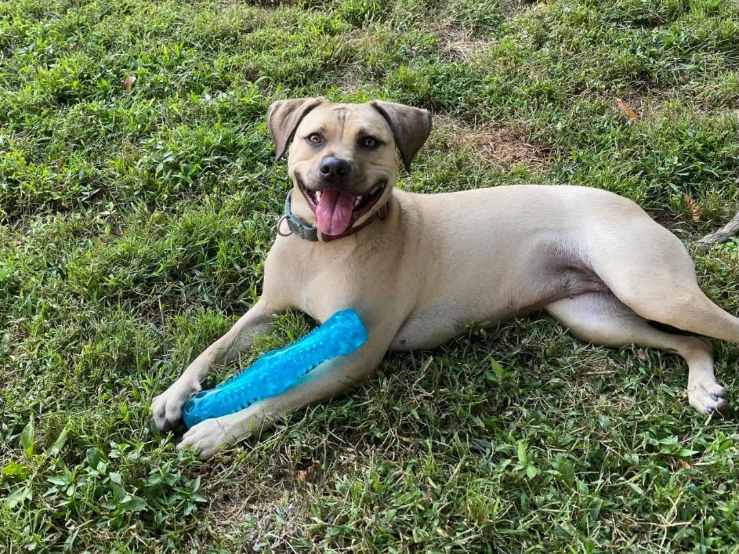 Chloe, a Adoptable mixed breed in Levittown, NY image 1/9