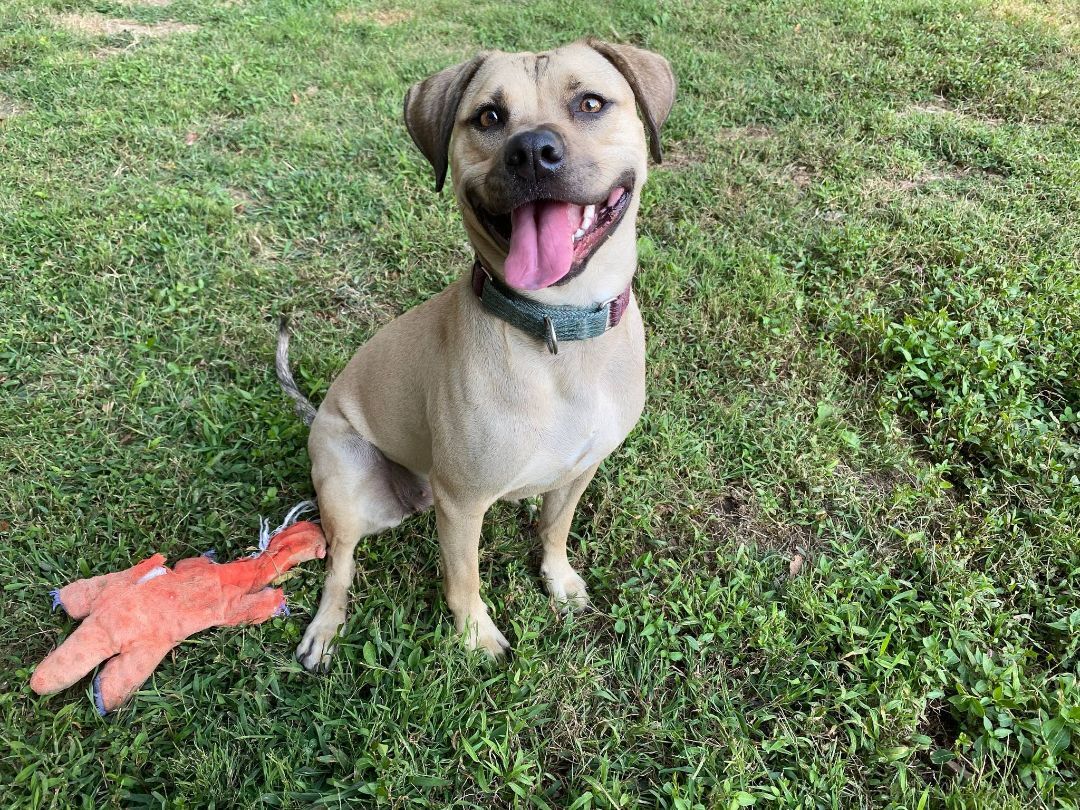 Chloe, a Adoptable mixed breed in Levittown, NY image 2/9