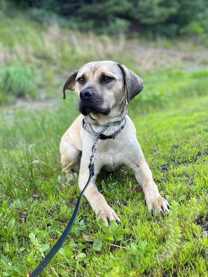 Chloe, a Adoptable mixed breed in Levittown, NY image 4/9