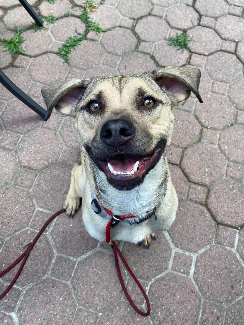 Chloe, a Adoptable mixed breed in Levittown, NY image 5/9