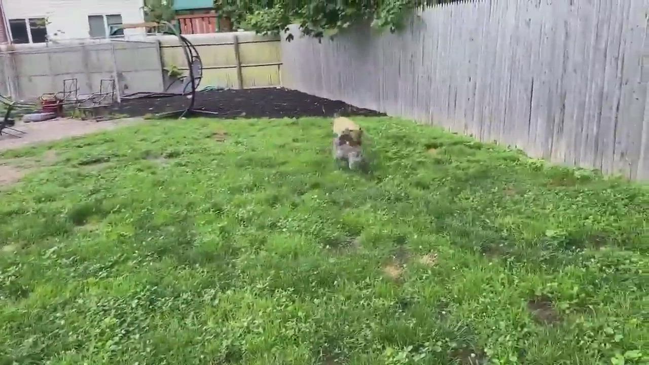 Enlarge Chloe, a Adoptable mixed breed in Levittown, NY video 9/9