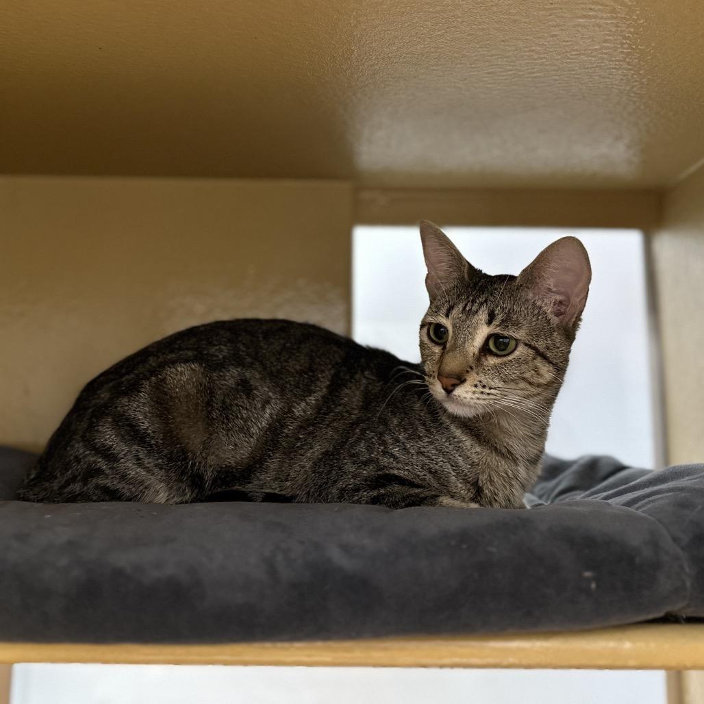 Tarot, Adoptable, Adult Female Domestic Short Hair.