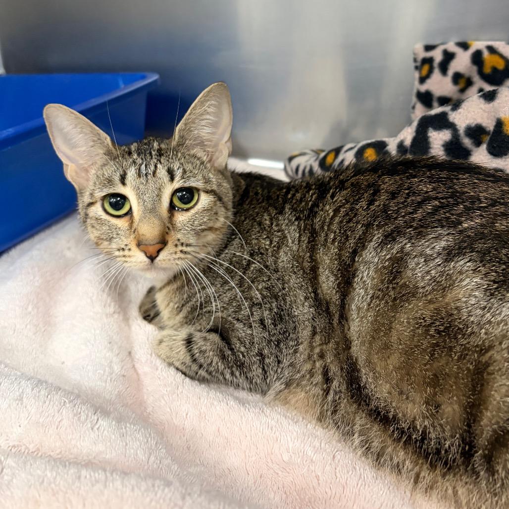 Enlarge Tarot, a Adoptable Domestic Short Hair in Spokane, WA image 1/1