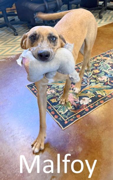 Malfoy, Adoptable, Puppy Male Catahoula Leopard Dog & Hound.