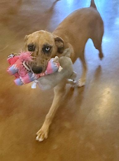 Enlarge Malfoy, a Adoptable mixed breed in Mountain View, AR image 2/3