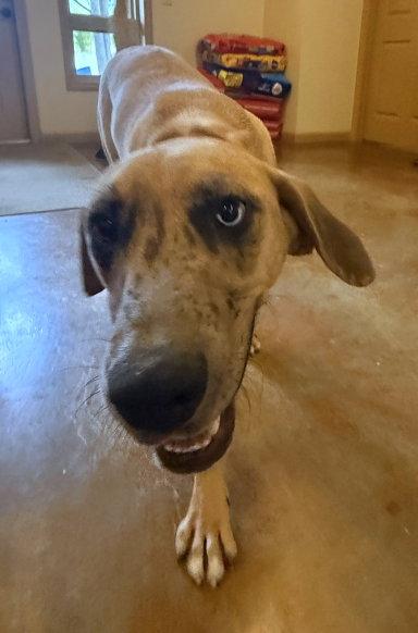Enlarge Malfoy, a Adoptable mixed breed in Mountain View, AR image 3/3