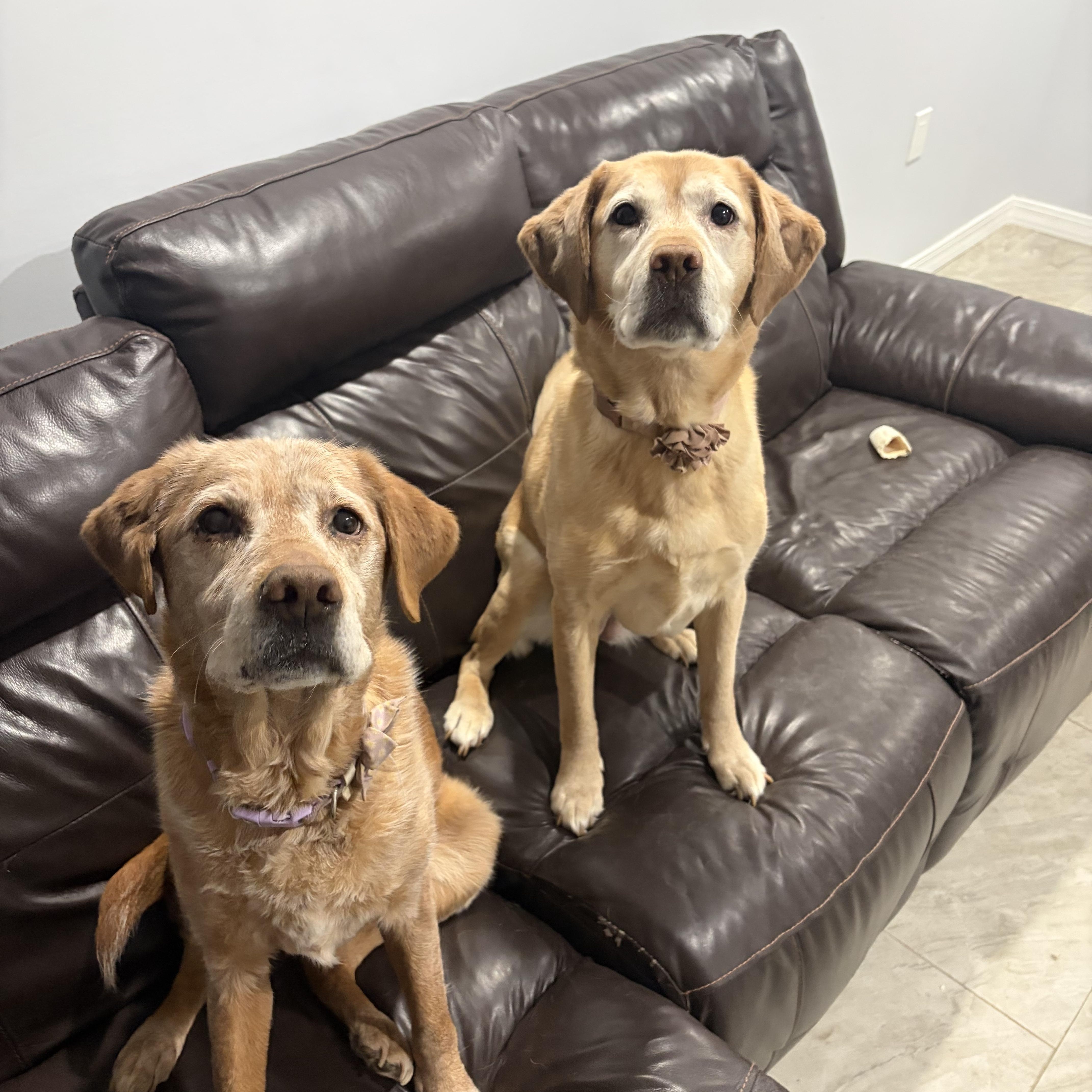 Enlarge Urgent foster needed Luna, an adopted Labrador Retriever in Oceanport, NJ image 2/5
