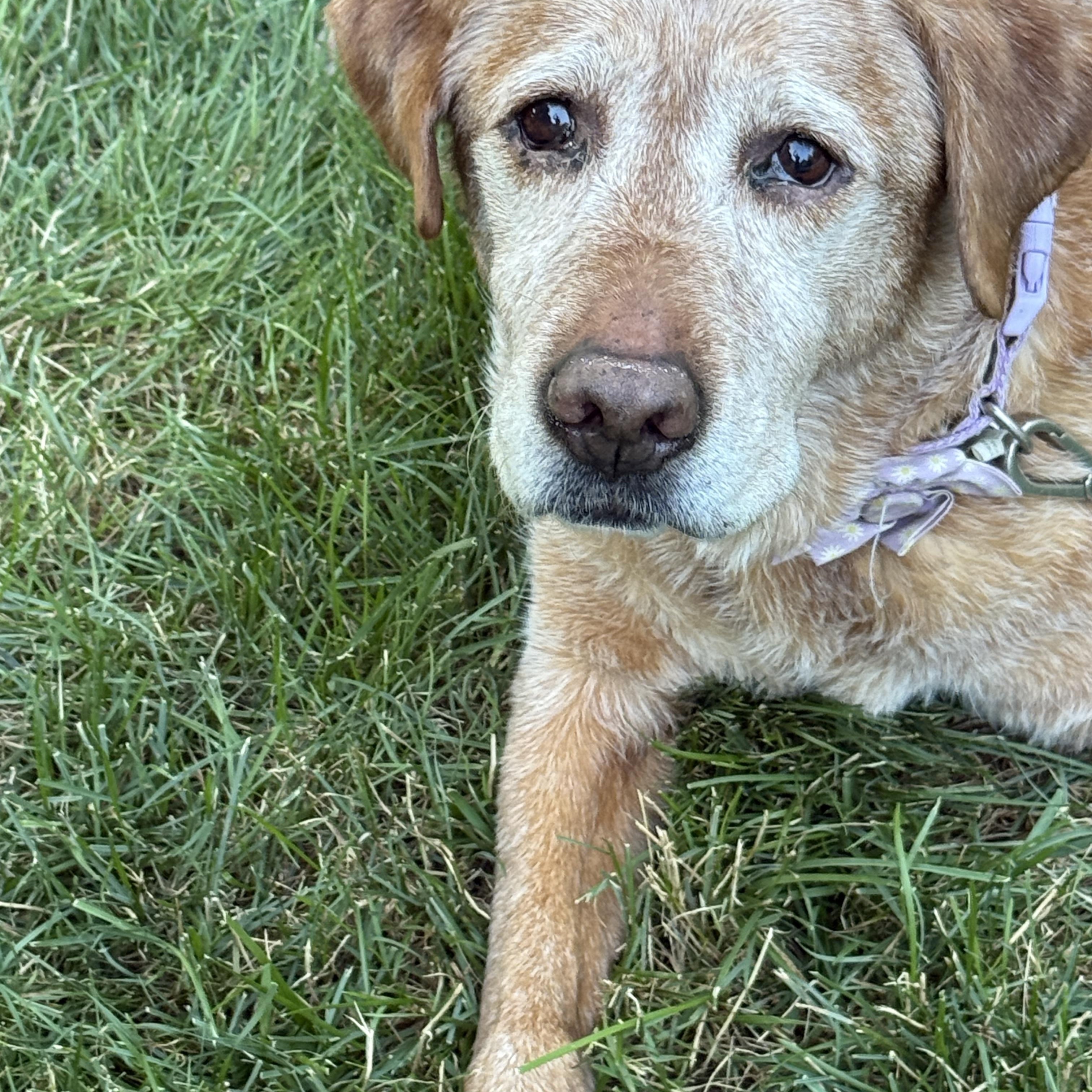 Enlarge Urgent foster needed Luna, an adopted Labrador Retriever in Oceanport, NJ image 4/5
