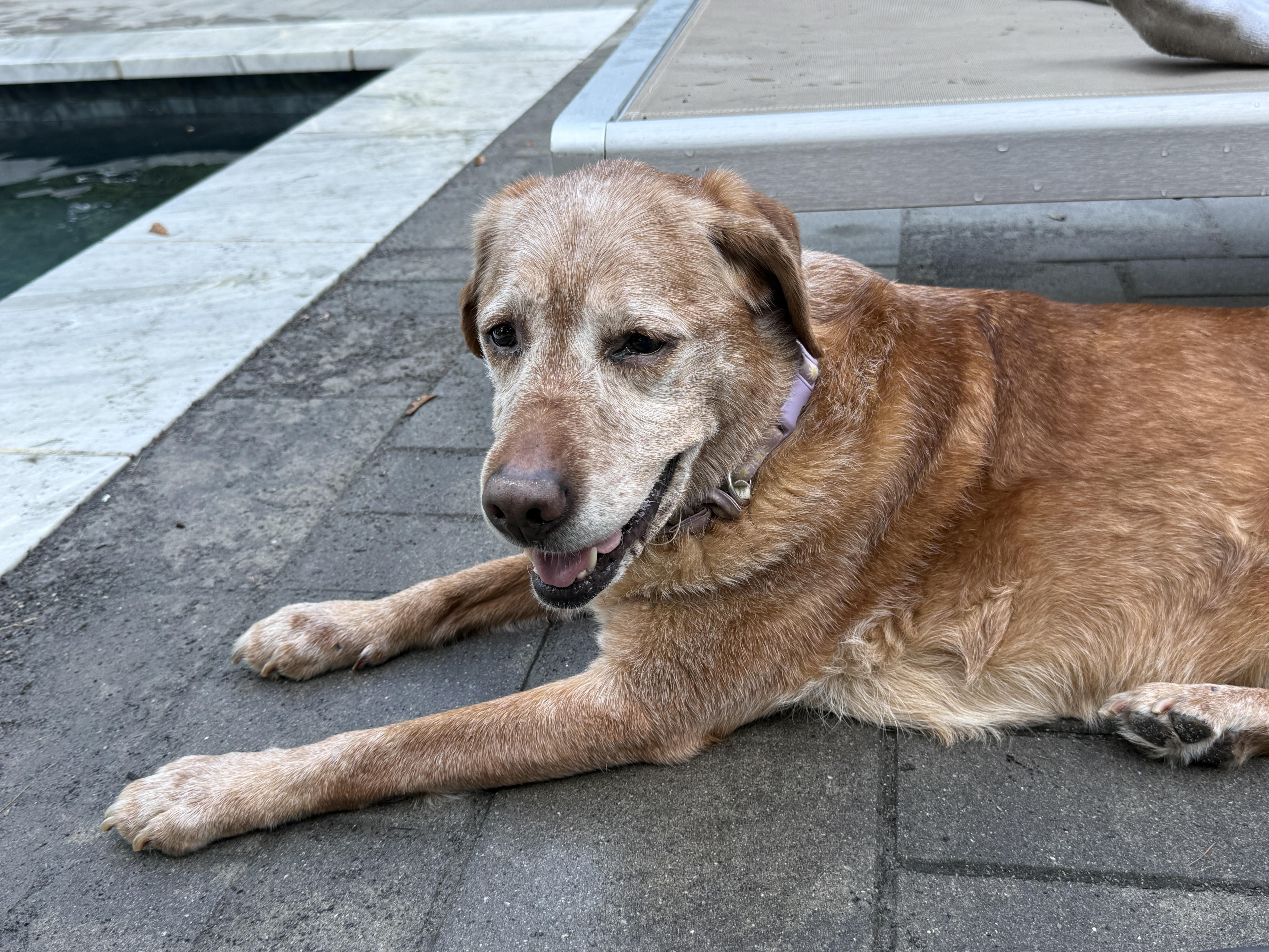 Enlarge Urgent foster needed Luna, an adopted Labrador Retriever in Oceanport, NJ image 5/5