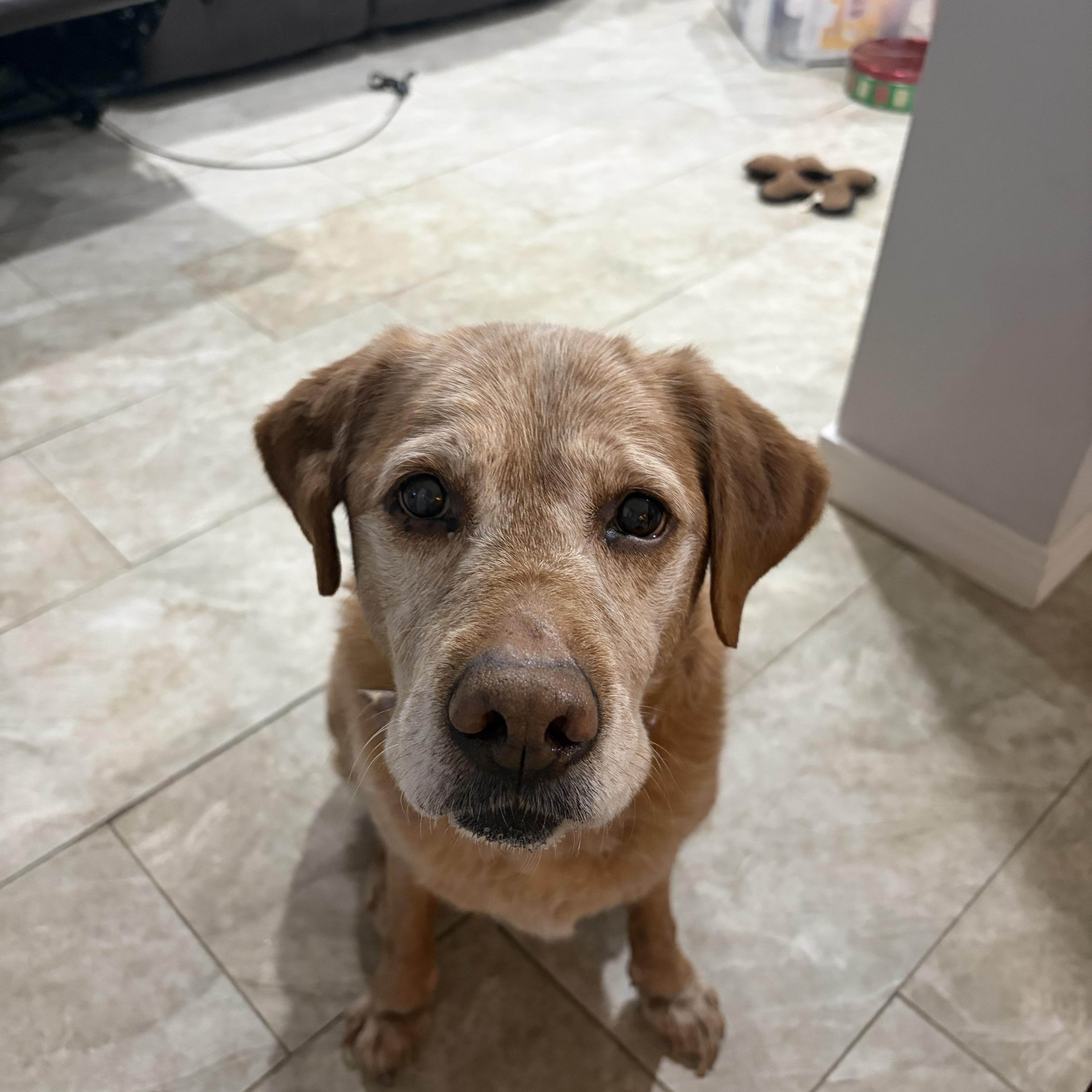 Urgent foster needed Luna, adopted, Senior Female Labrador Retriever.
