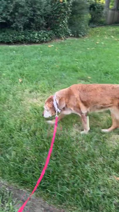 Enlarge Urgent foster needed Luna, an adopted Labrador Retriever in Oceanport, NJ video 3/5