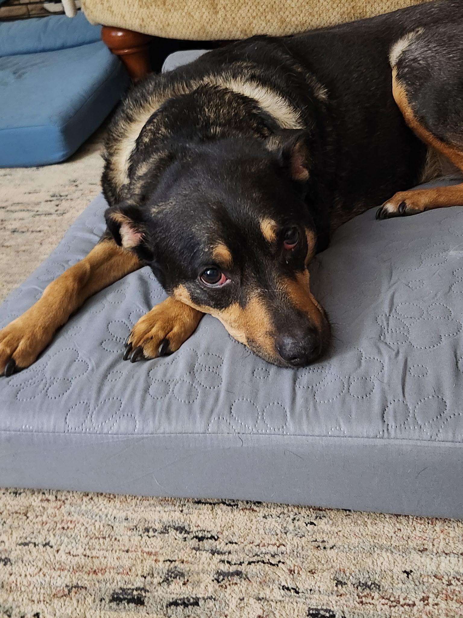 Enlarge Lola , a ADOPTABLE mixed breed in Macomb, MI image 2/2