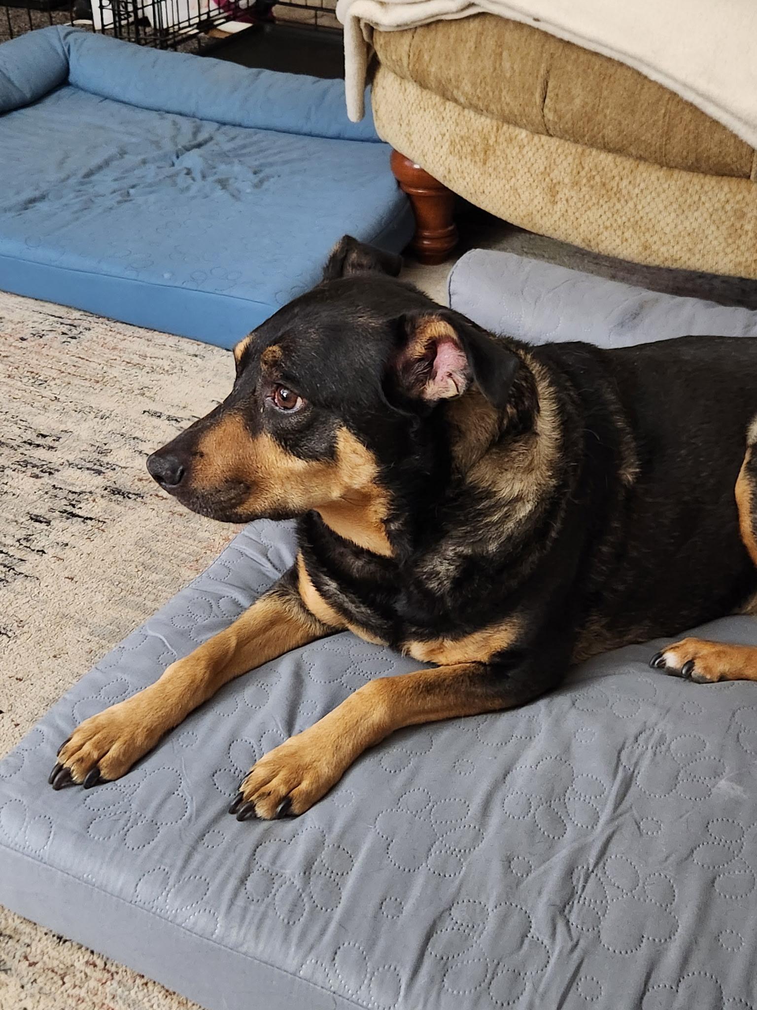 Enlarge Lola , a ADOPTABLE mixed breed in Macomb, MI image 1/2