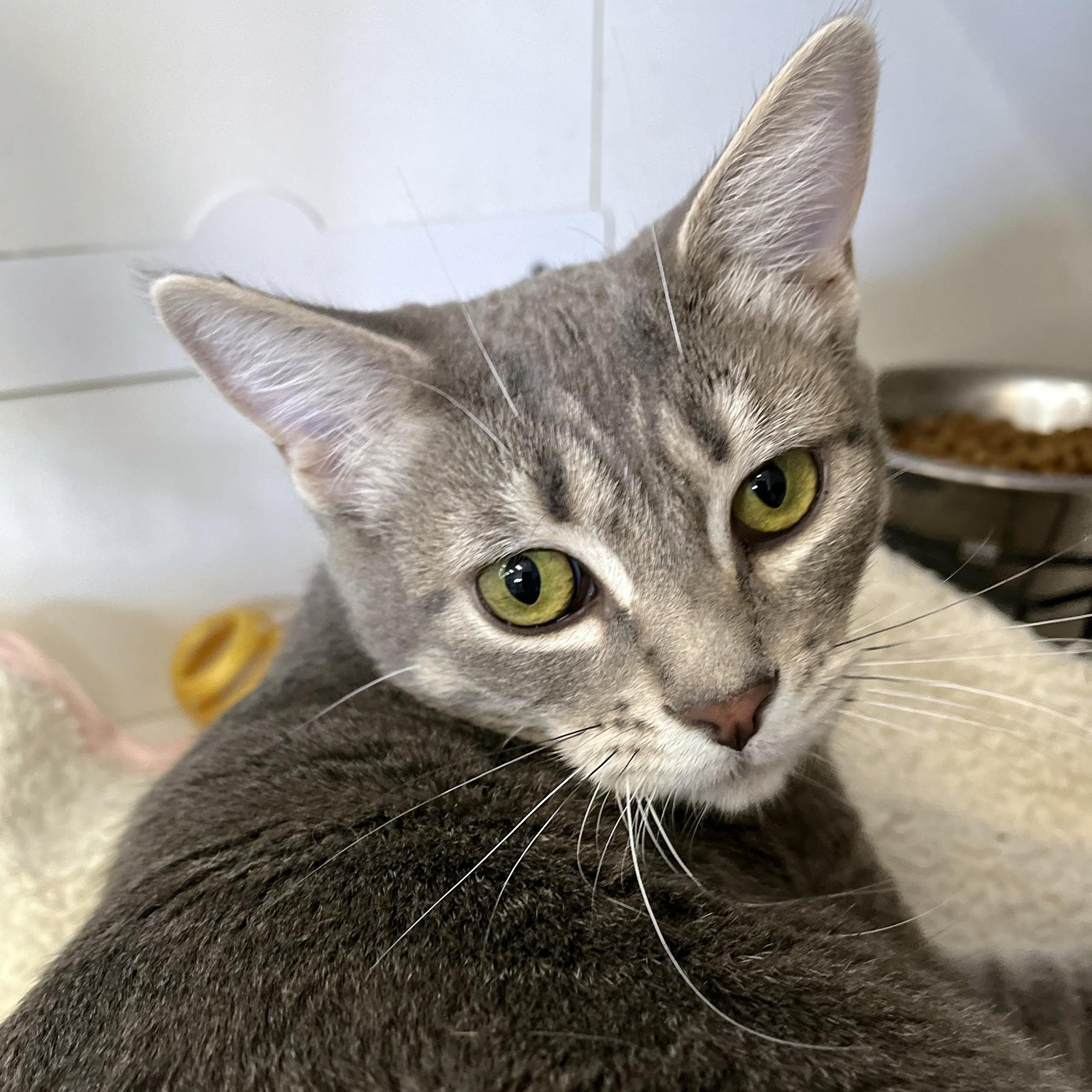 Enlarge Fiona, a Adoptable Domestic Short Hair in La Puente, CA image 3/3