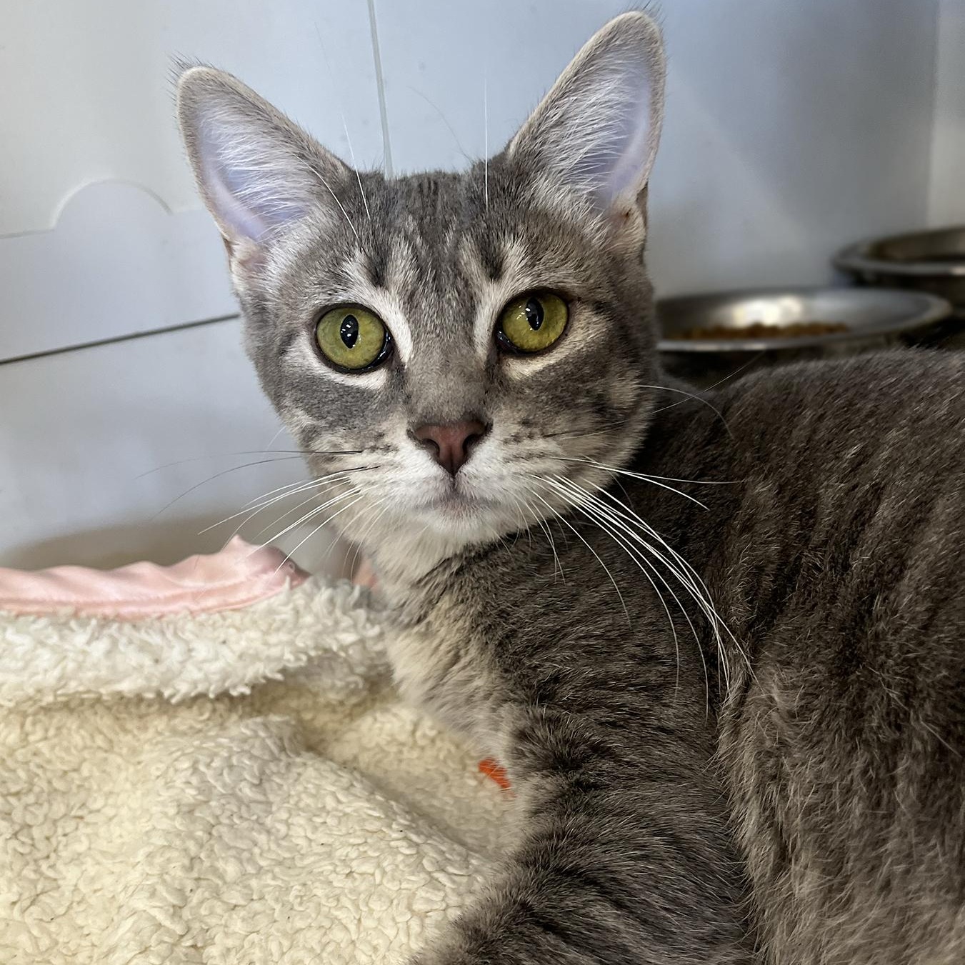 Enlarge Fiona, a Adoptable Domestic Short Hair in La Puente, CA image 2/3