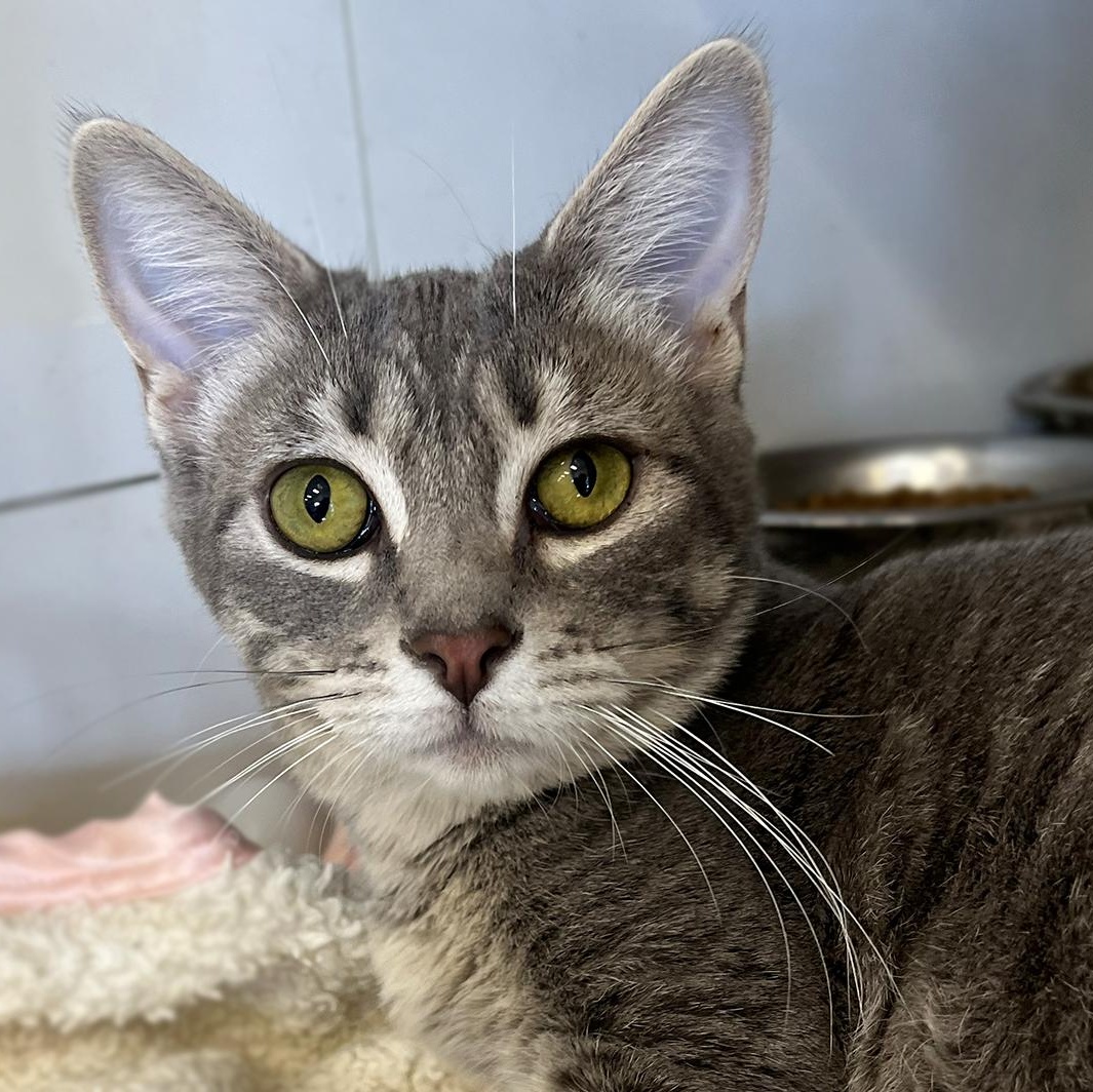 Fiona, Adoptable, Young Female Domestic Short Hair.