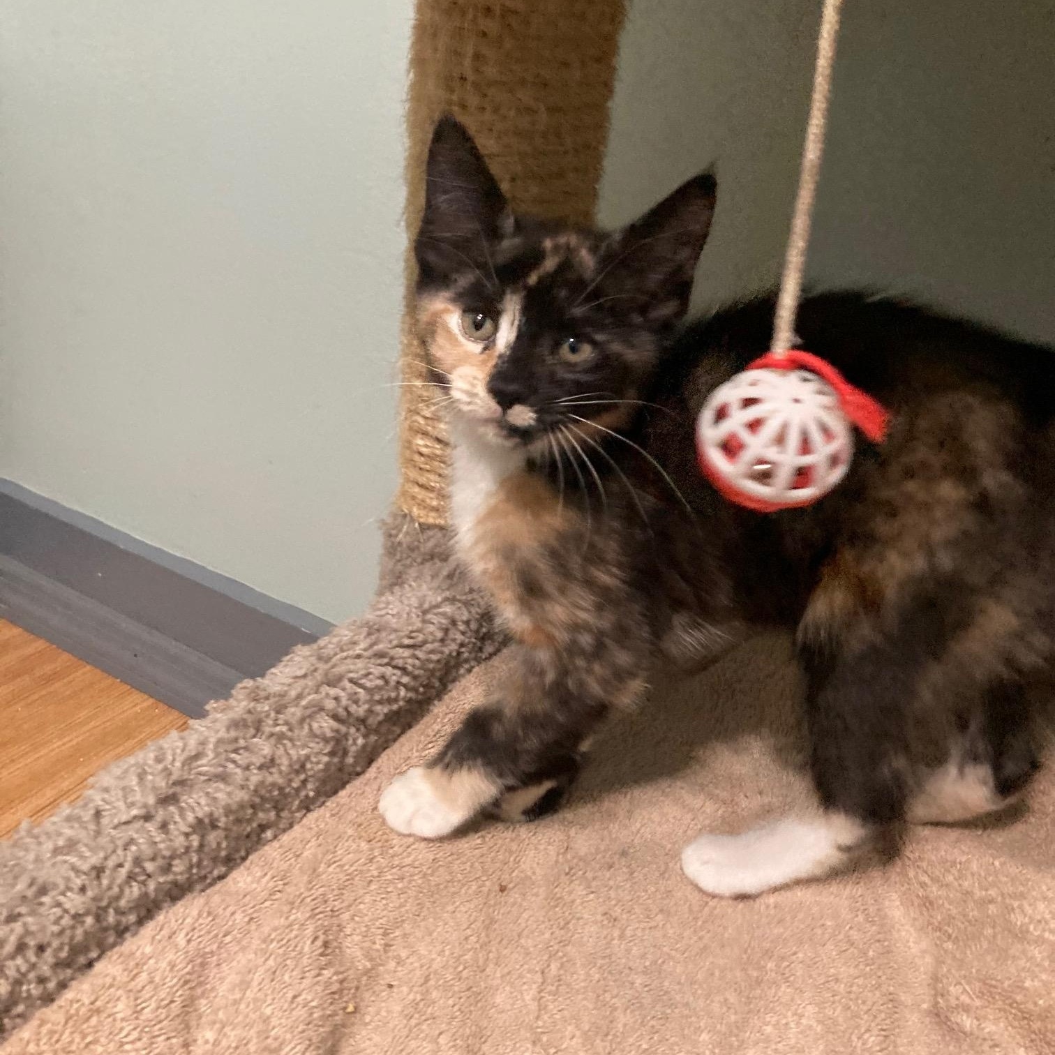 DERRIER, a ADOPTABLE mixed breed in Watkinsville, GA image 2/5
