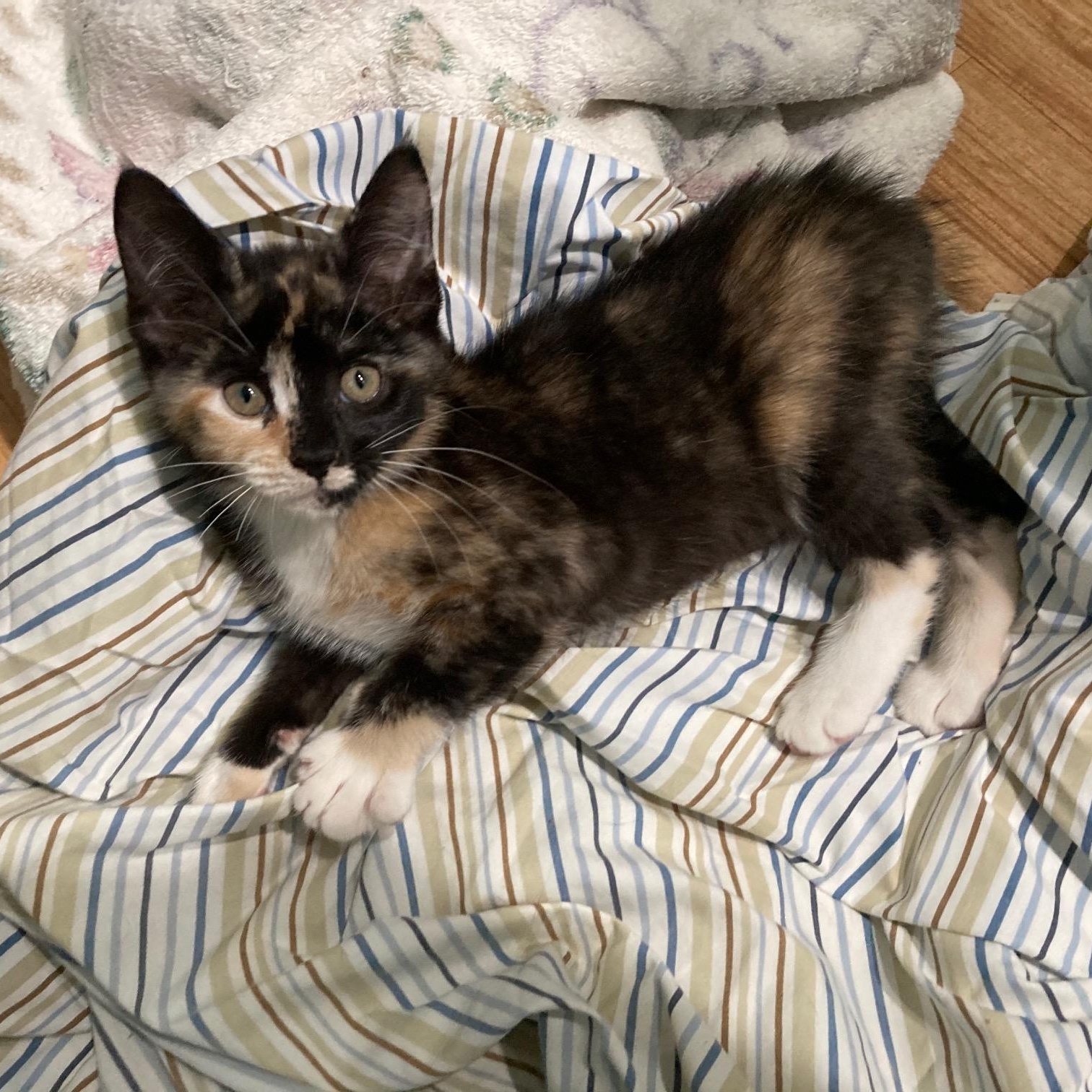 DERRIER, a ADOPTABLE mixed breed in Watkinsville, GA image 3/5