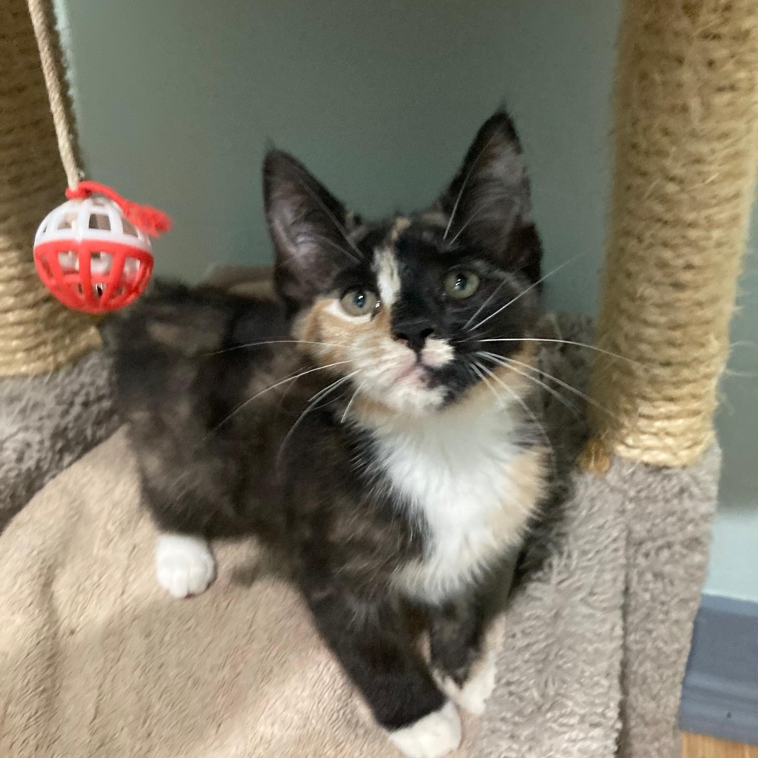 DERRIER, ADOPTABLE, Kitten Female Manx & Calico.