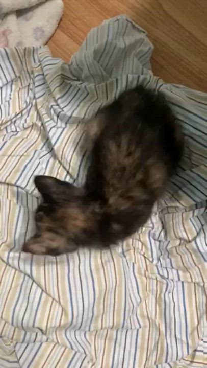 Enlarge DERRIER, a ADOPTABLE mixed breed in Watkinsville, GA video 4/5