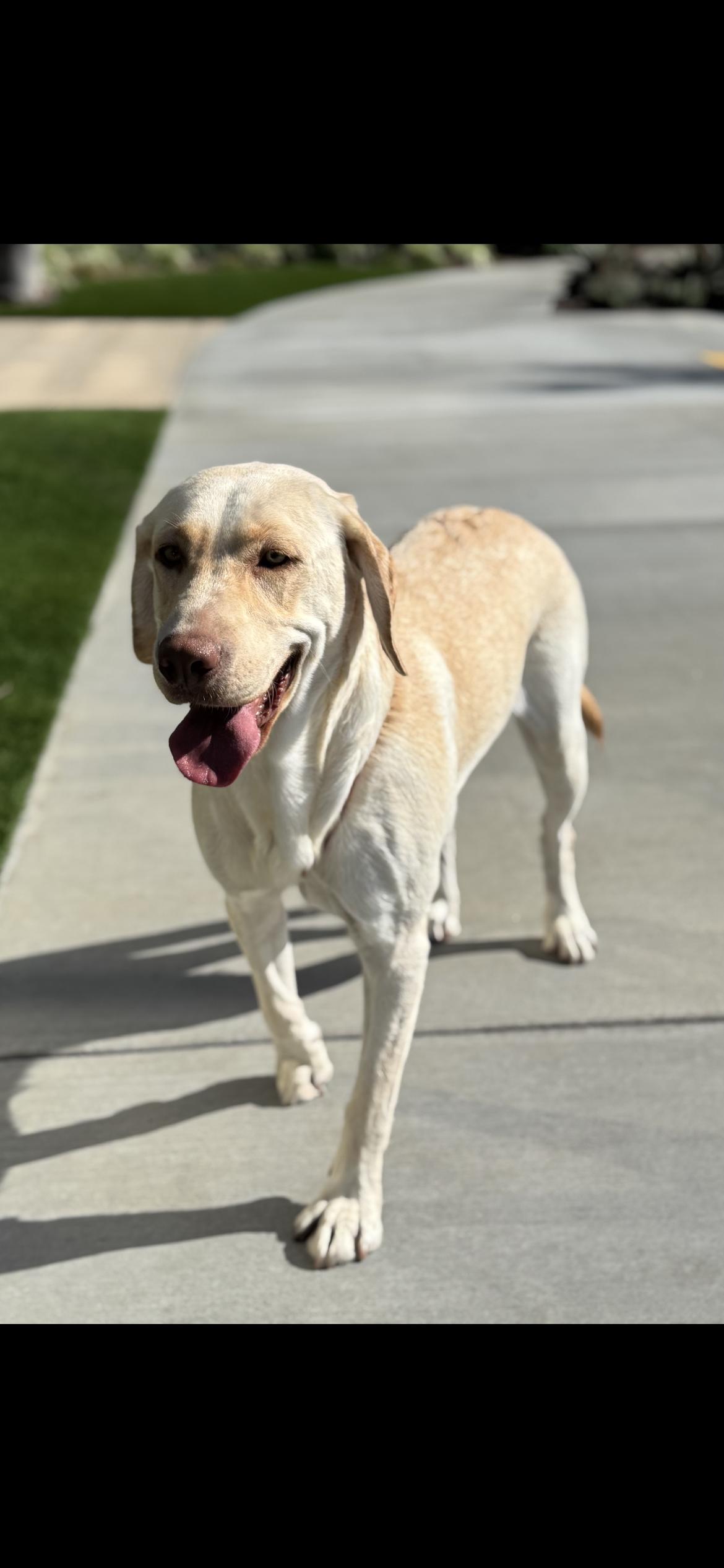 Enlarge Winter, a Adoptable Labrador Retriever in Hamden, CT image 6/6