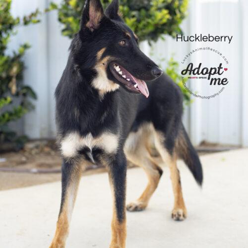 Huckleberry, Adoptable, Young Male German Shepherd Dog & Mixed Breed.