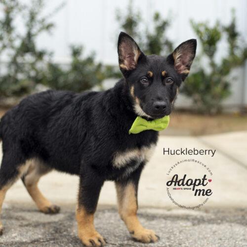Huckleberry, a Adoptable mixed breed in Bakersfield, CA image 2/4