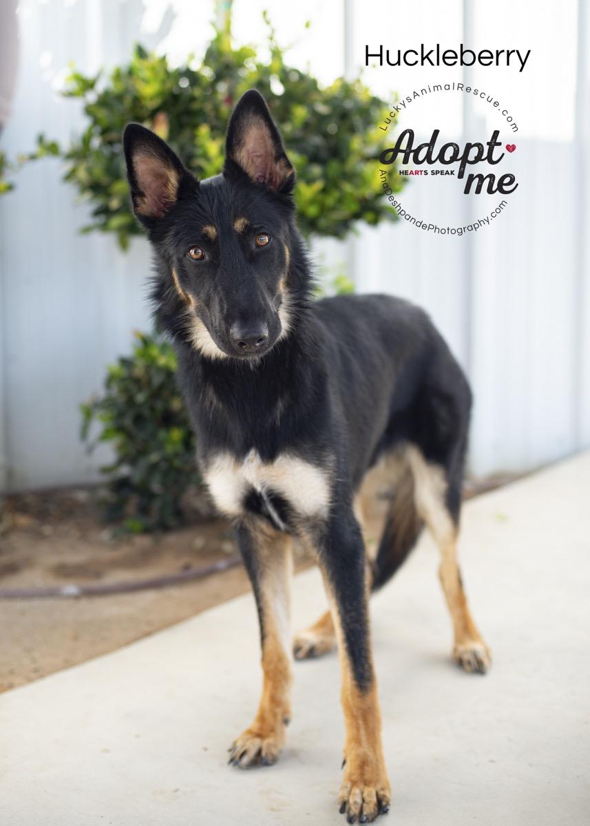 Huckleberry — thumbnail 4