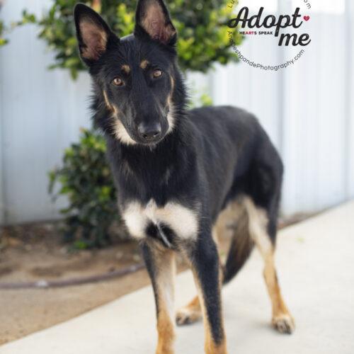 Huckleberry, a Adoptable mixed breed in Bakersfield, CA image 4/4