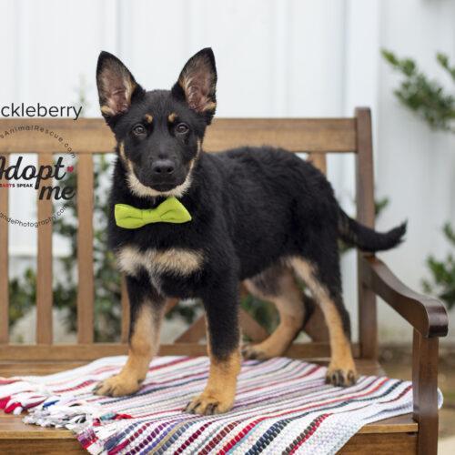 Huckleberry, a Adoptable mixed breed in Bakersfield, CA image 3/4