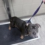 Enlarge Khaleesi 60191514, a ADOPTABLE Pit Bull Terrier in Harvey , LA image 1/1