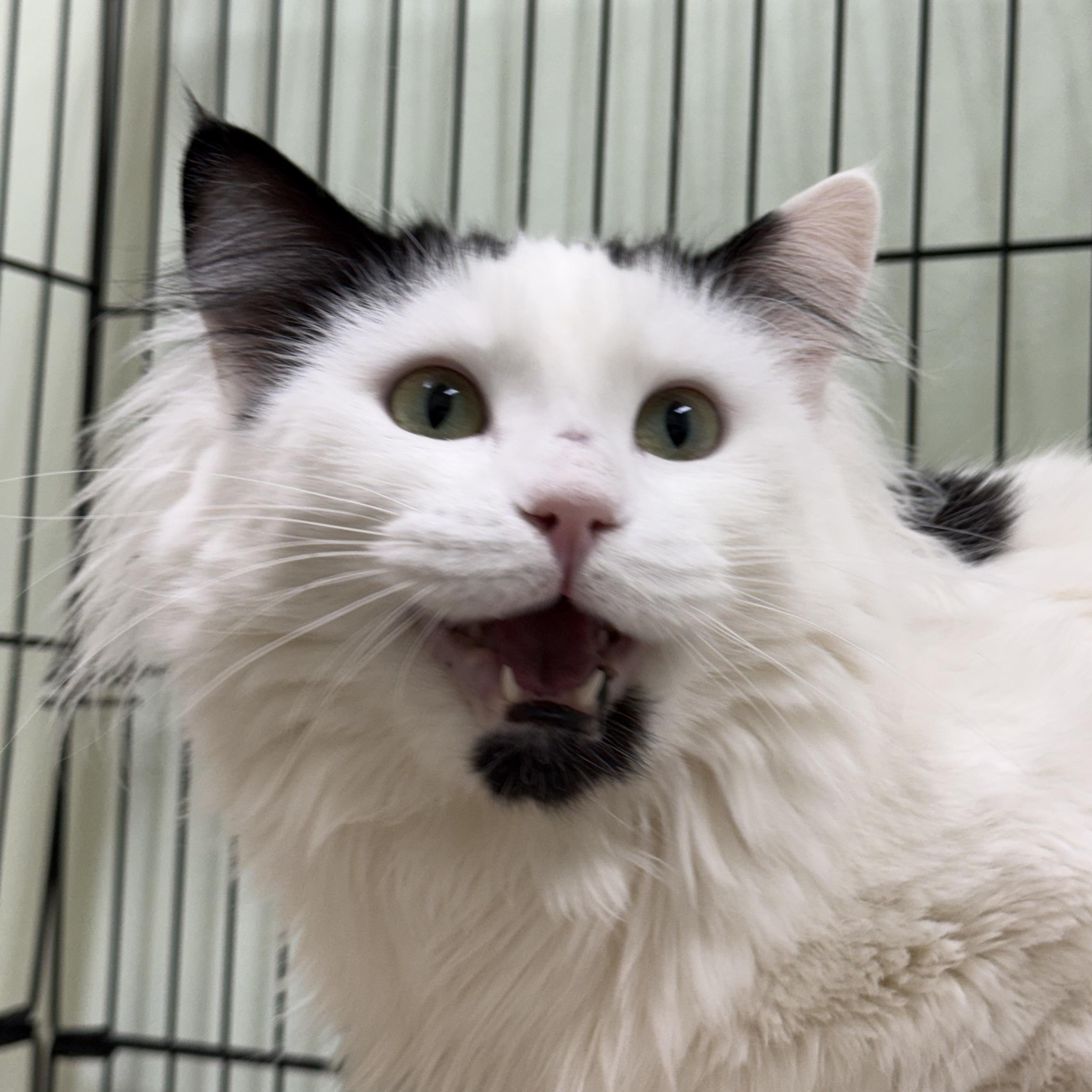 Cruella, ADOPTABLE, Young Female Domestic Long Hair.