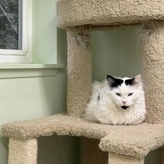 Enlarge Cruella, a ADOPTABLE Domestic Long Hair in Kent, WA image 3/3