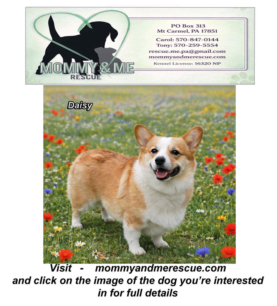 Enlarge Daisy, a Adopted Corgi in Mt Carmel, PA image 1/1