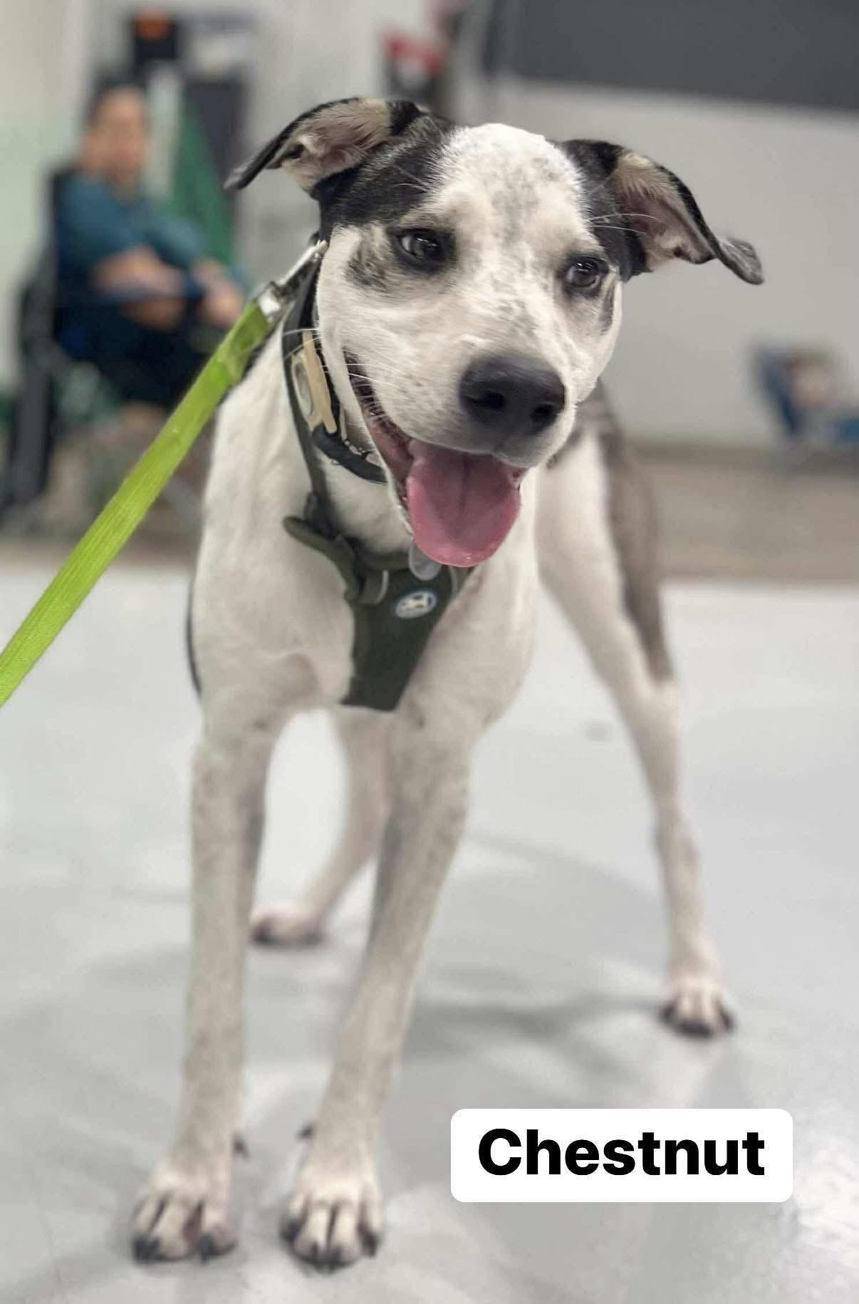 Enlarge Chestnut, a Adoptable mixed breed in Elburn, IL image 5/6