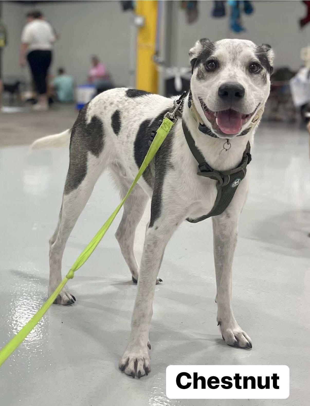 Enlarge Chestnut, a Adoptable mixed breed in Elburn, IL image 4/6