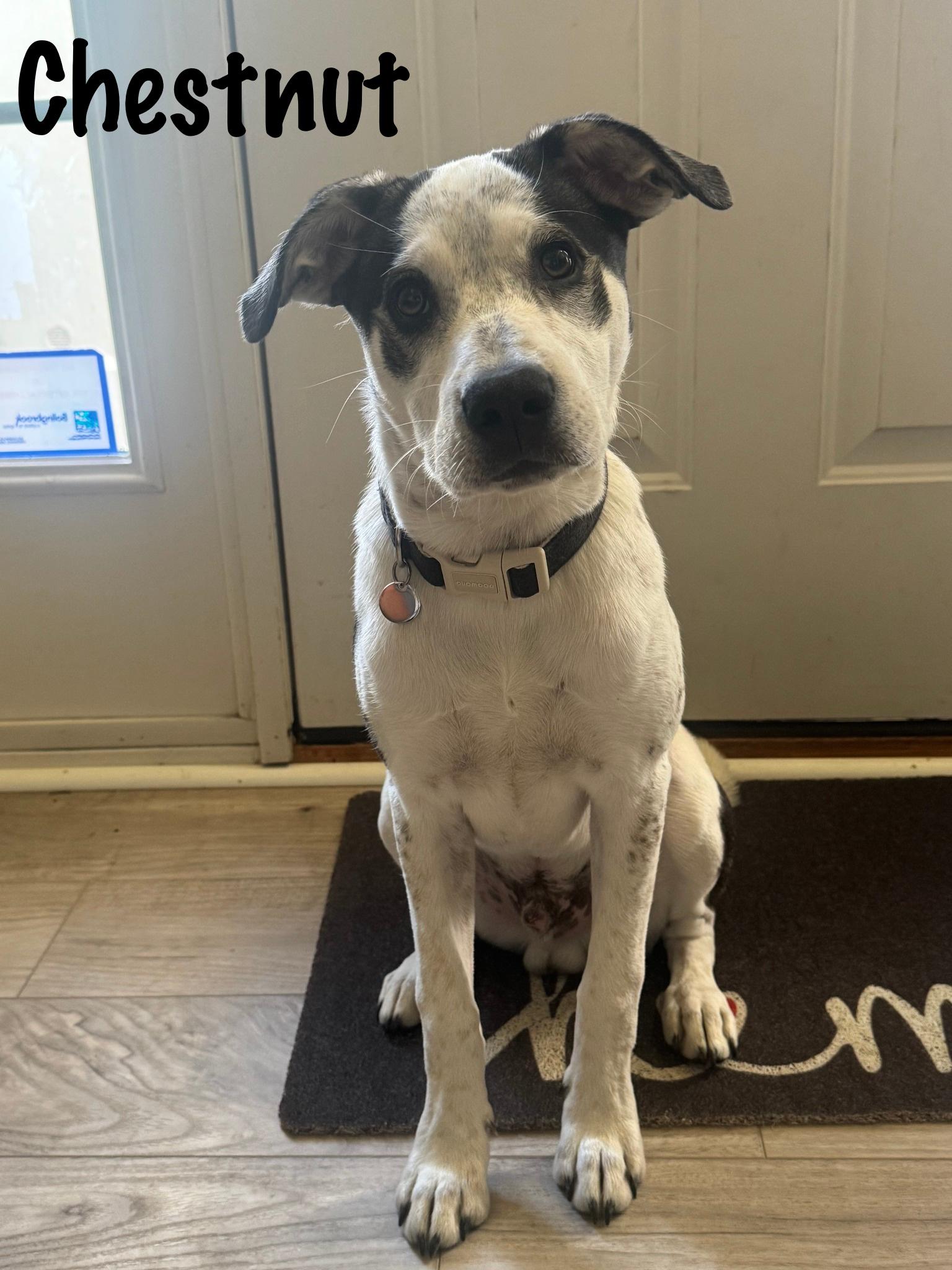 Enlarge Chestnut, a Adoptable mixed breed in Elburn, IL image 2/6