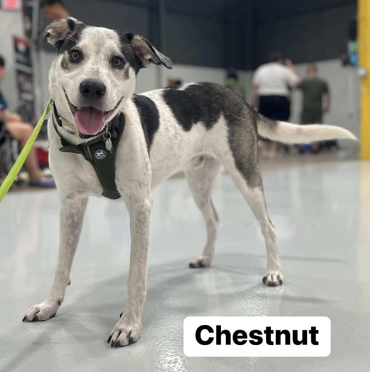 Enlarge Chestnut, a Adoptable mixed breed in Elburn, IL image 1/6