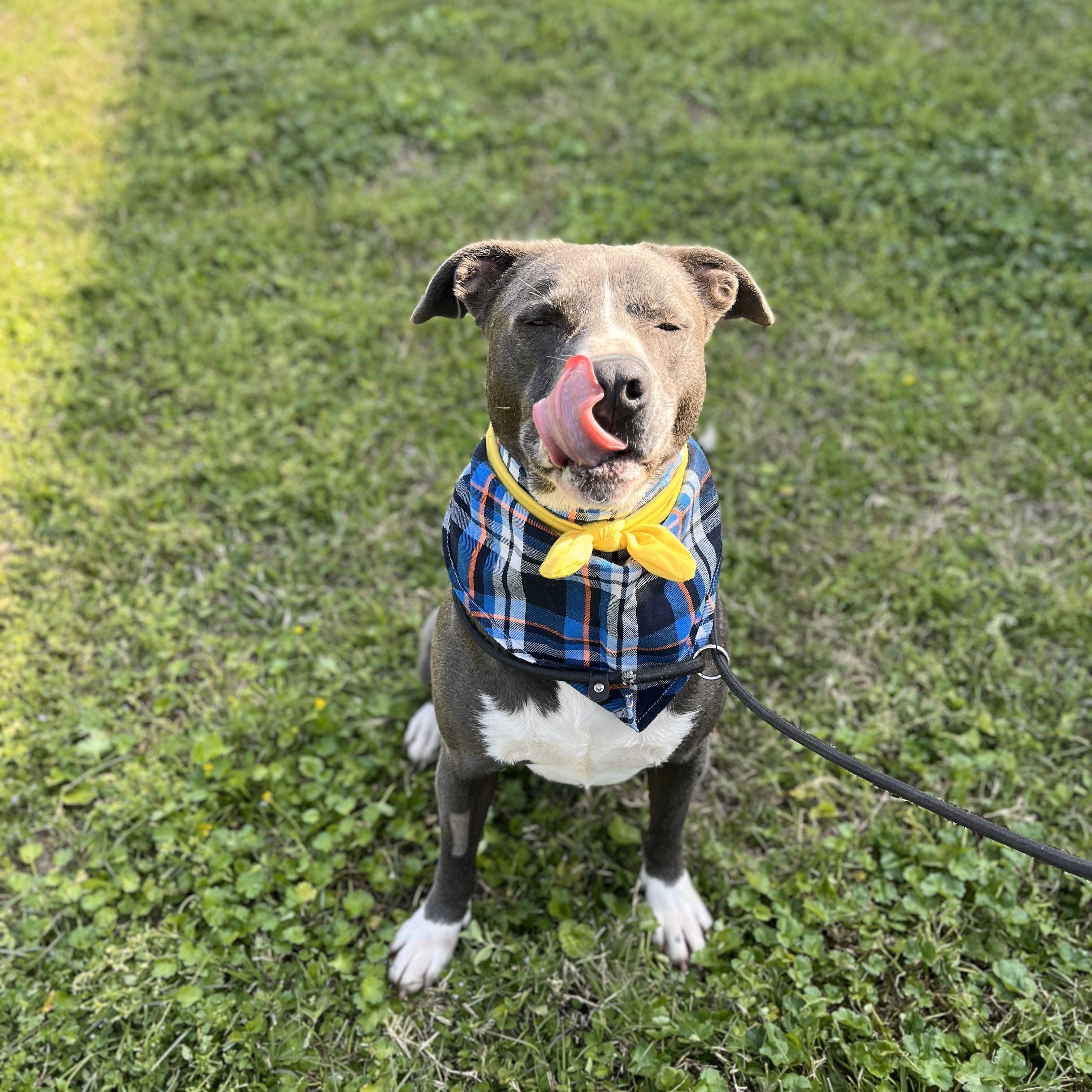 Mojito — thumbnail 4