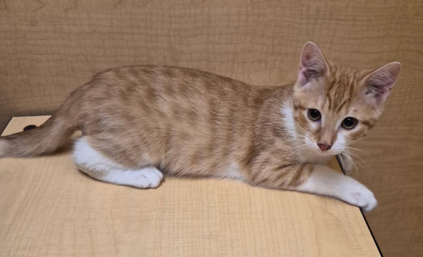 FERGUS O'BRIAN, Adopted, Young Male Tabby & Domestic Short Hair.