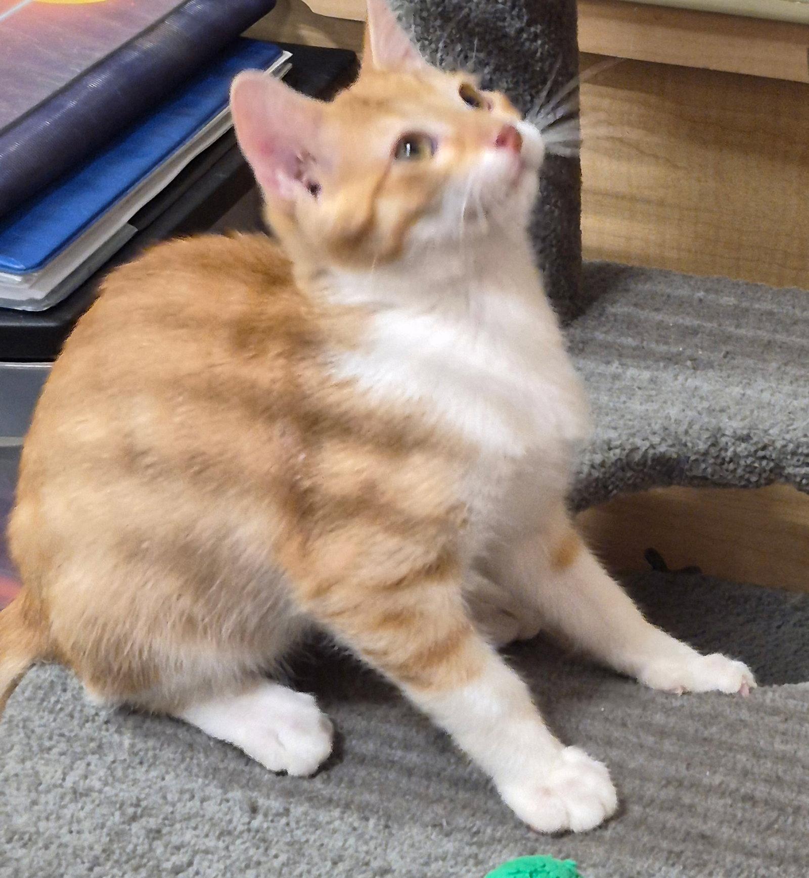 Enlarge FERGUS O'BRIAN, a Adopted mixed breed in Cypress, TX image 3/3