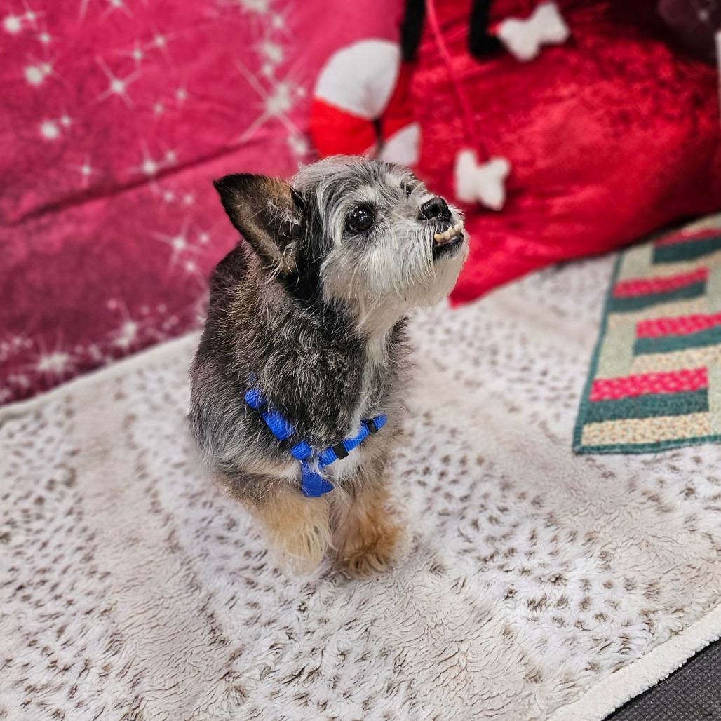 Elroy, Adoptable, Senior Male Mixed Breed & Mixed Breed.