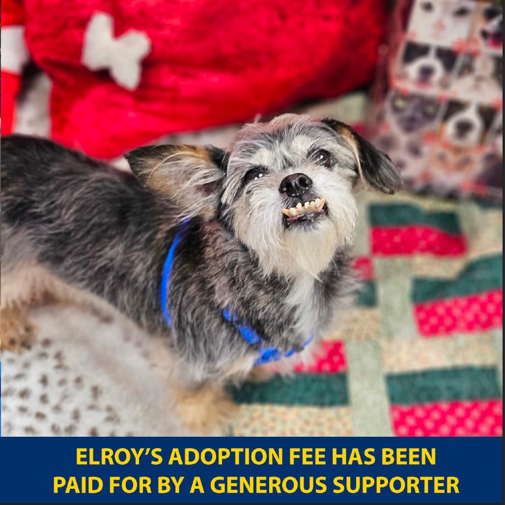 Enlarge Elroy, a Adoptable mixed breed in Wantagh, NY image 2/6