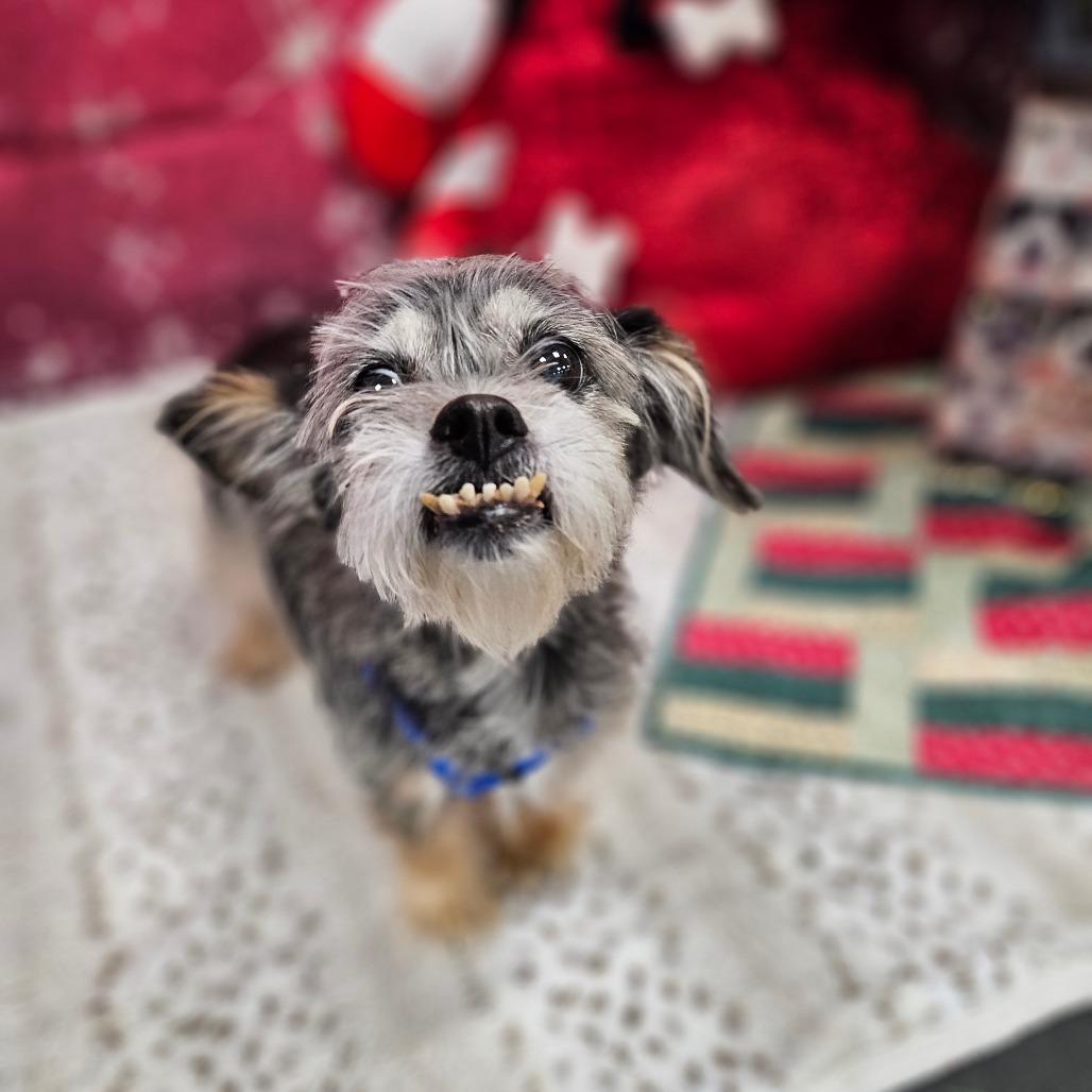 Enlarge Elroy, a Adoptable mixed breed in Wantagh, NY image 3/6